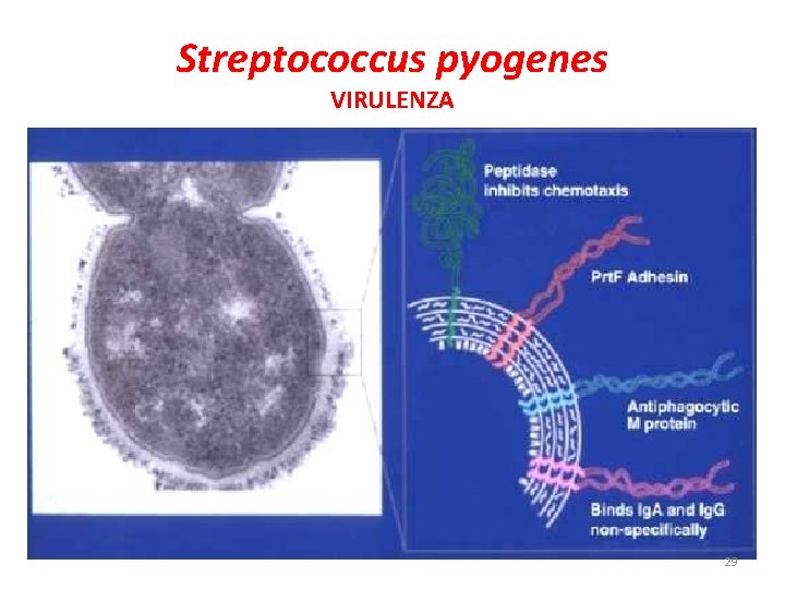 Streptococcus pyogenes VIRULENZA 29 