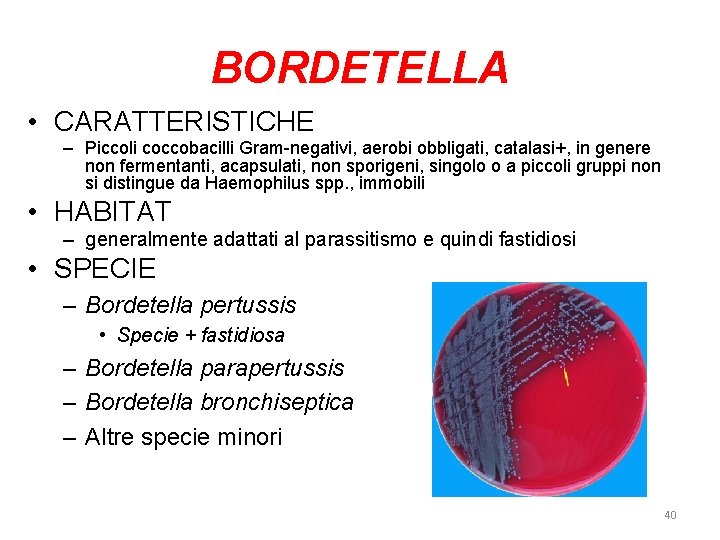 BORDETELLA • CARATTERISTICHE – Piccoli coccobacilli Gram-negativi, aerobi obbligati, catalasi+, in genere non fermentanti,