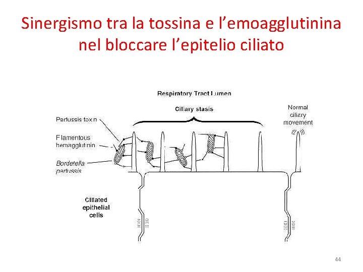 Sinergismo tra la tossina e l’emoagglutinina nel bloccare l’epitelio ciliato 44 