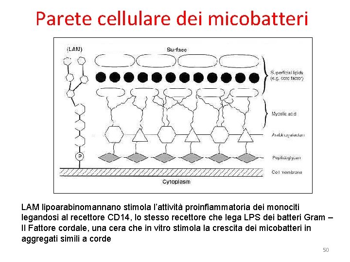 Parete cellulare dei micobatteri LAM lipoarabinomannano stimola l’attività proinfiammatoria dei monociti legandosi al recettore