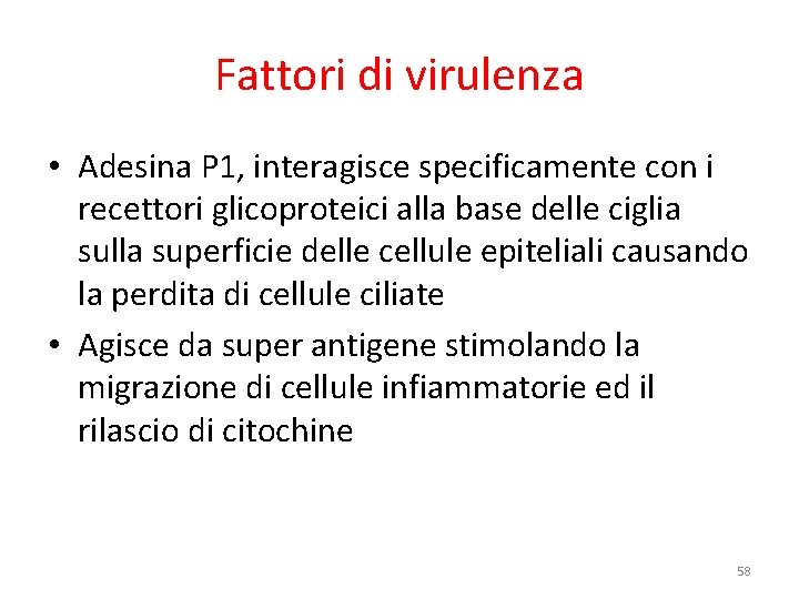 Fattori di virulenza • Adesina P 1, interagisce specificamente con i recettori glicoproteici alla