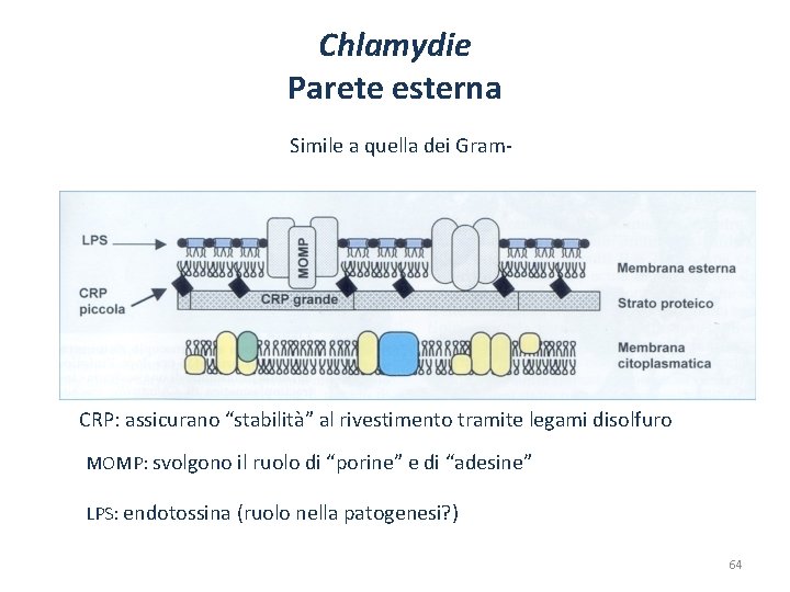 Chlamydie Parete esterna Simile a quella dei Gram- CRP: assicurano “stabilità” al rivestimento tramite