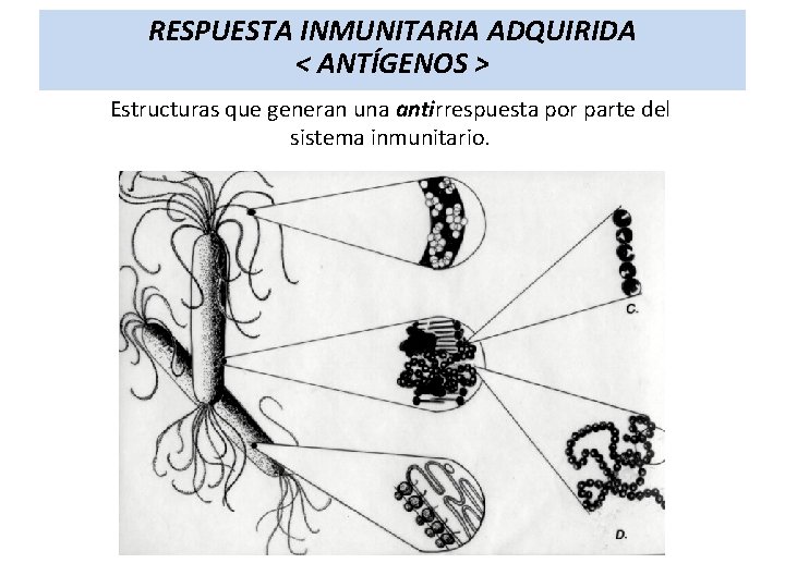 RESPUESTA INMUNITARIA ADQUIRIDA < ANTÍGENOS > Estructuras que generan una antirrespuesta por parte del