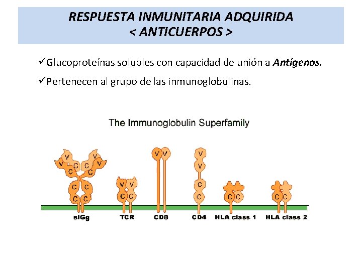 RESPUESTA INMUNITARIA ADQUIRIDA < ANTICUERPOS > üGlucoproteínas solubles con capacidad de unión a Antígenos.