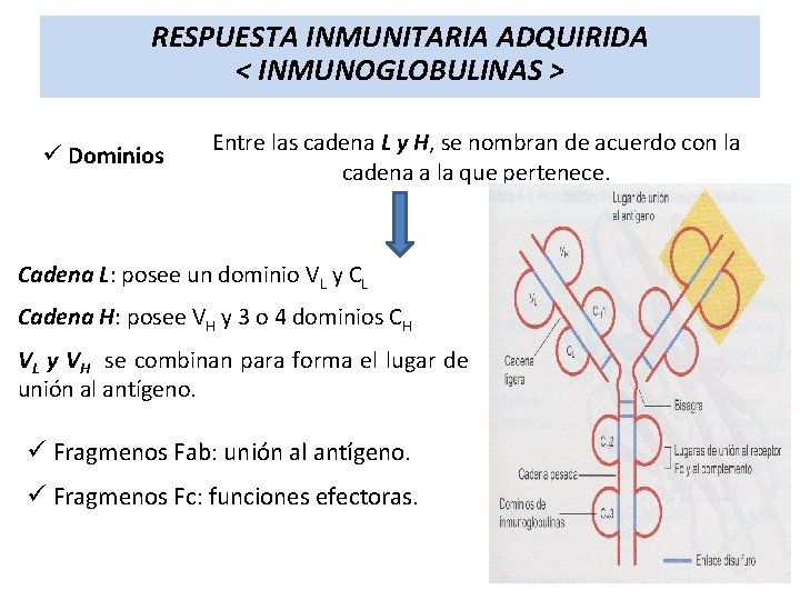 RESPUESTA INMUNITARIA ADQUIRIDA < INMUNOGLOBULINAS > ü Dominios Entre las cadena L y H,