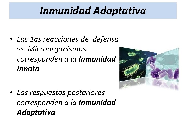 Inmunidad Adaptativa • Las 1 as reacciones de defensa vs. Microorganismos corresponden a la