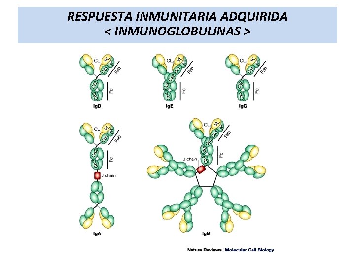 RESPUESTA INMUNITARIA ADQUIRIDA < INMUNOGLOBULINAS > 