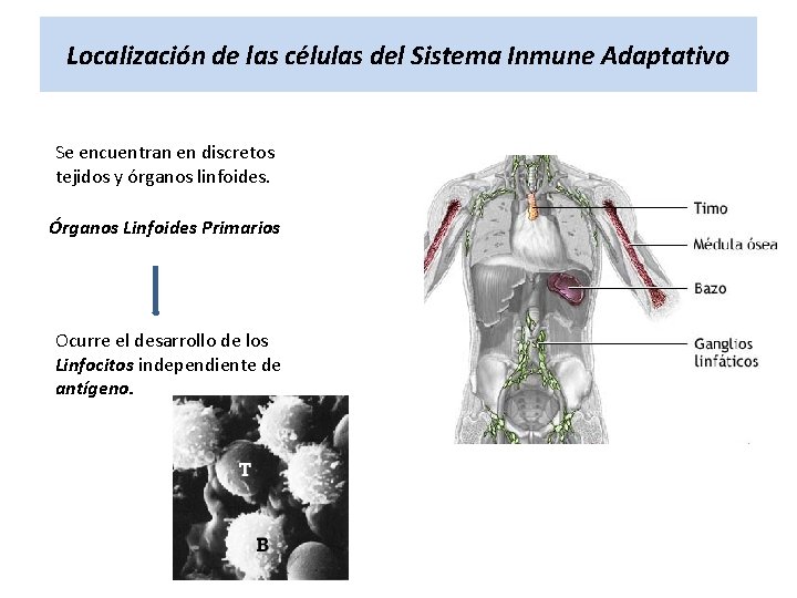 Localización de las células del Sistema Inmune Adaptativo Se encuentran en discretos tejidos y