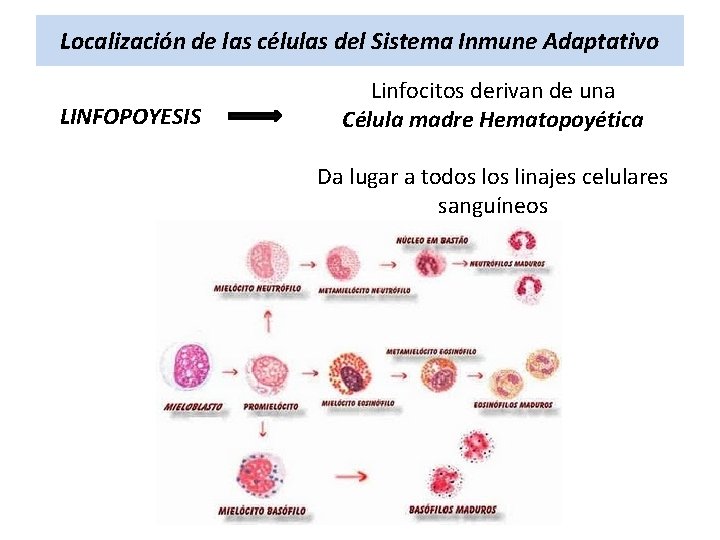 Localización de las células del Sistema Inmune Adaptativo LINFOPOYESIS Linfocitos derivan de una Célula