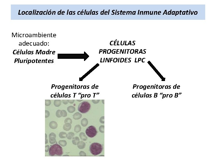 Localización de las células del Sistema Inmune Adaptativo Microambiente adecuado: Células Madre Pluripotentes CÉLULAS