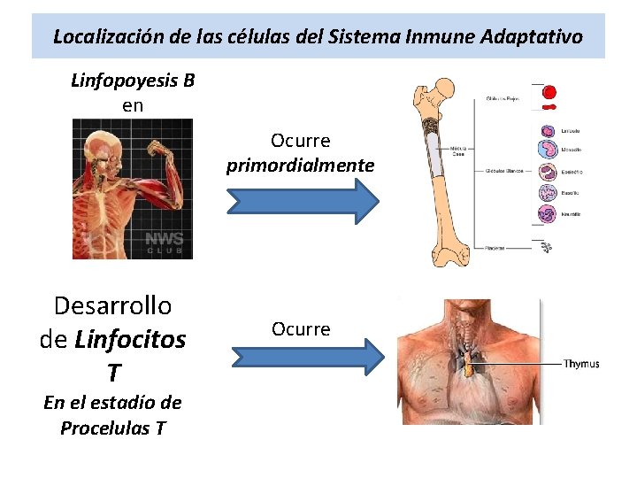 Localización de las células del Sistema Inmune Adaptativo Linfopoyesis B en Ocurre primordialmente Desarrollo