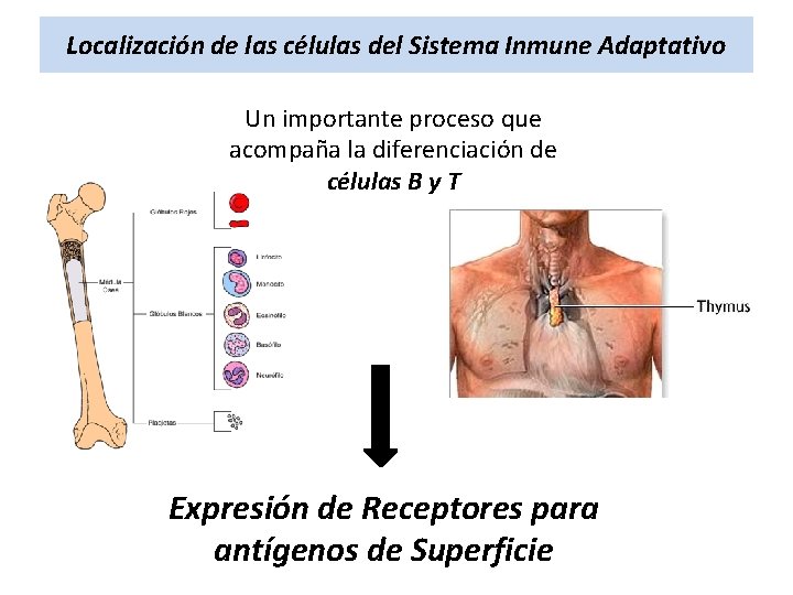 Localización de las células del Sistema Inmune Adaptativo Un importante proceso que acompaña la