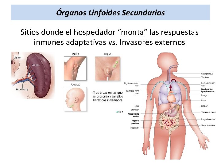 Órganos Linfoides Secundarios Sitios donde el hospedador “monta” las respuestas inmunes adaptativas vs. Invasores