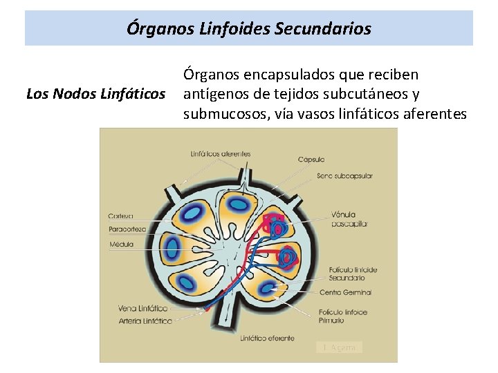Órganos Linfoides Secundarios Los Nodos Linfáticos Órganos encapsulados que reciben antígenos de tejidos subcutáneos