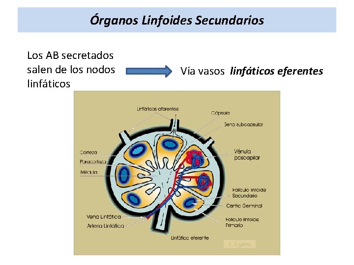 Órganos Linfoides Secundarios Los AB secretados salen de los nodos linfáticos Vía vasos linfáticos