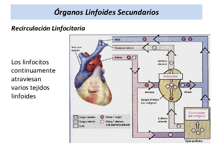 Órganos Linfoides Secundarios Recirculación Linfocitaria Los linfocitos continuamente atraviesan varios tejidos linfoides 