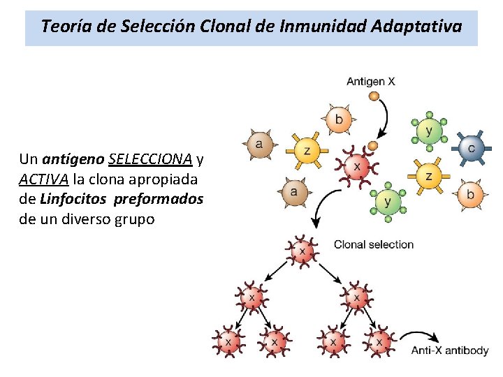 Teoría de Selección Clonal de Inmunidad Adaptativa Un antígeno SELECCIONA y ACTIVA la clona