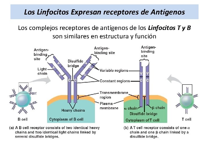 Los Linfocitos Expresan receptores de Antígenos Los complejos receptores de antígenos de los Linfocitos