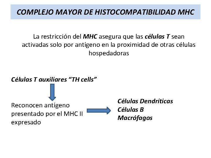 COMPLEJO MAYOR DE HISTOCOMPATIBILIDAD MHC La restricción del MHC asegura que las células T