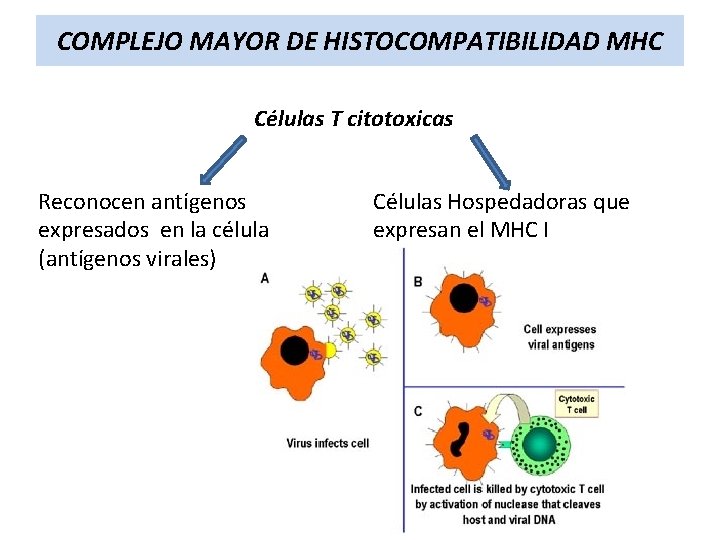 COMPLEJO MAYOR DE HISTOCOMPATIBILIDAD MHC Células T citotoxicas Reconocen antígenos expresados en la célula