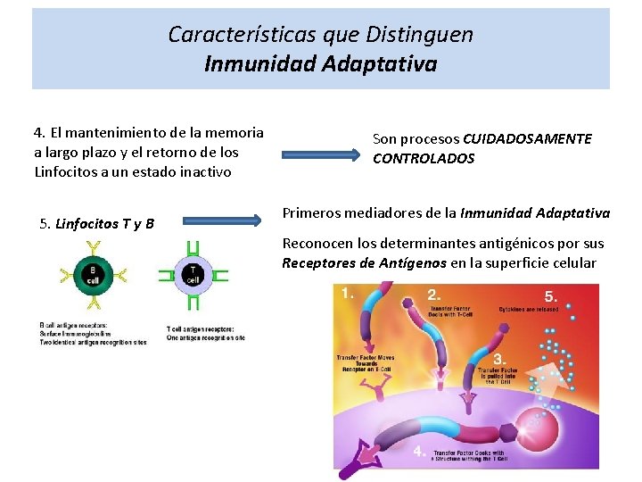 Características que Distinguen Inmunidad Adaptativa 4. El mantenimiento de la memoria a largo plazo