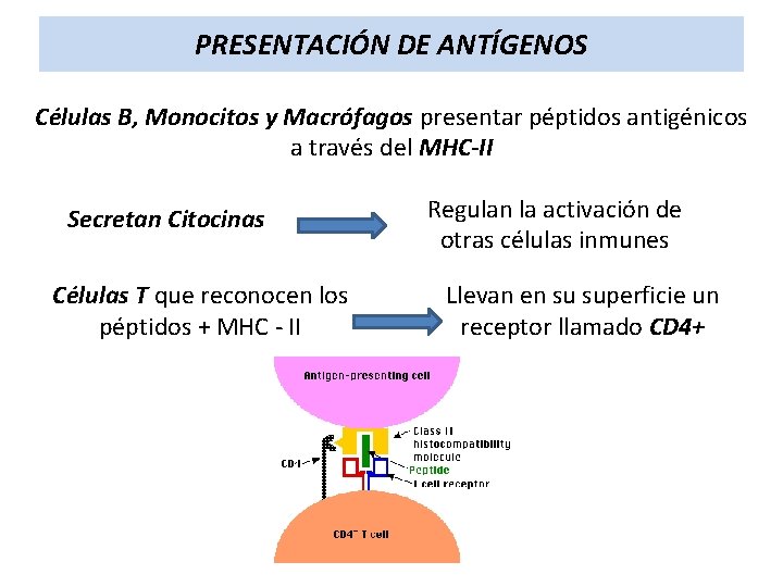 PRESENTACIÓN DE ANTÍGENOS Células B, Monocitos y Macrófagos presentar péptidos antigénicos a través del