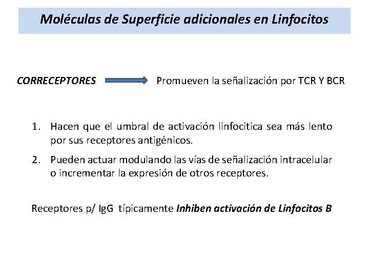 Moléculas de Superficie adicionales en Linfocitos CORRECEPTORES Promueven la señalización por TCR Y BCR