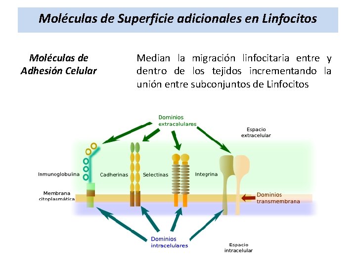 Moléculas de Superficie adicionales en Linfocitos Moléculas de Adhesión Celular Median la migración linfocitaria