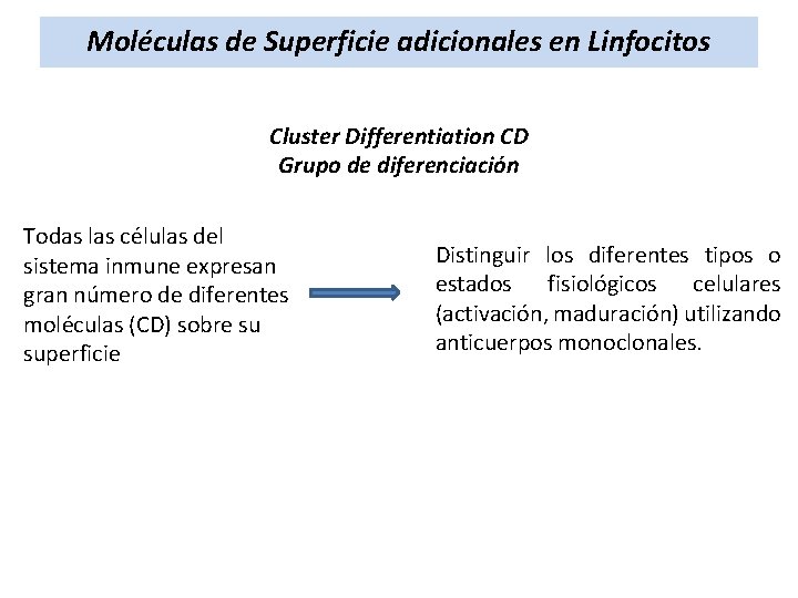 Moléculas de Superficie adicionales en Linfocitos Cluster Differentiation CD Grupo de diferenciación Todas las