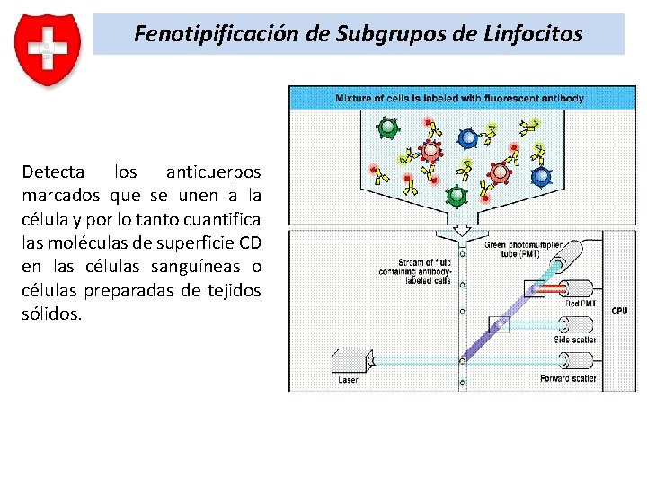 Fenotipificación de Subgrupos de Linfocitos Detecta los anticuerpos marcados que se unen a la