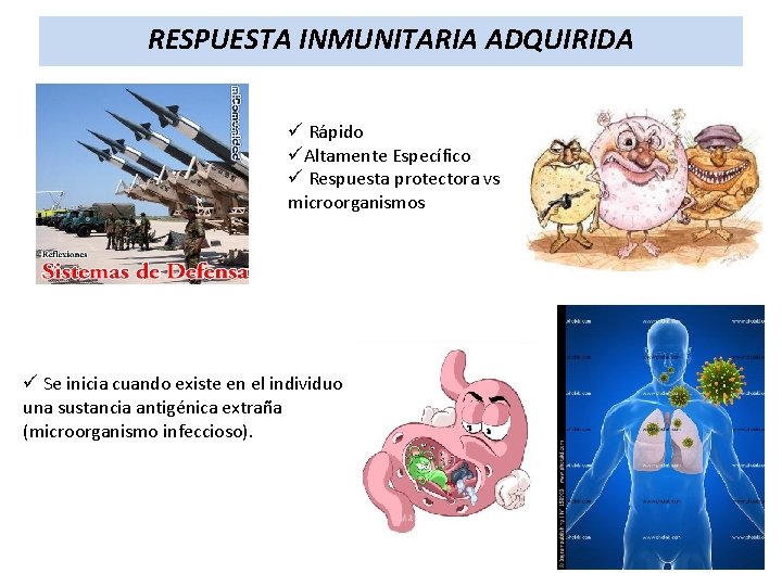 RESPUESTA INMUNITARIA ADQUIRIDA ü Rápido üAltamente Específico ü Respuesta protectora vs microorganismos ü Se