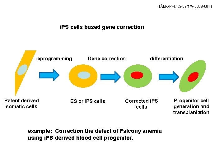 TÁMOP-4. 1. 2 -08/1/A-2009 -0011 i. PS cells based gene correction reprogramming Patent derived