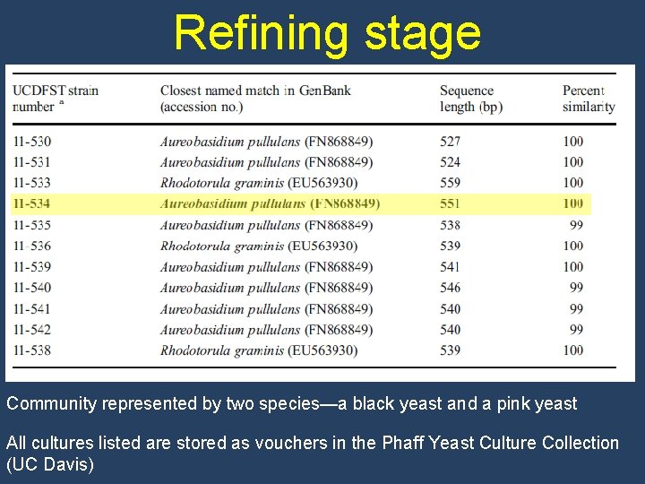 Refining stage Community represented by two species—a black yeast and a pink yeast All