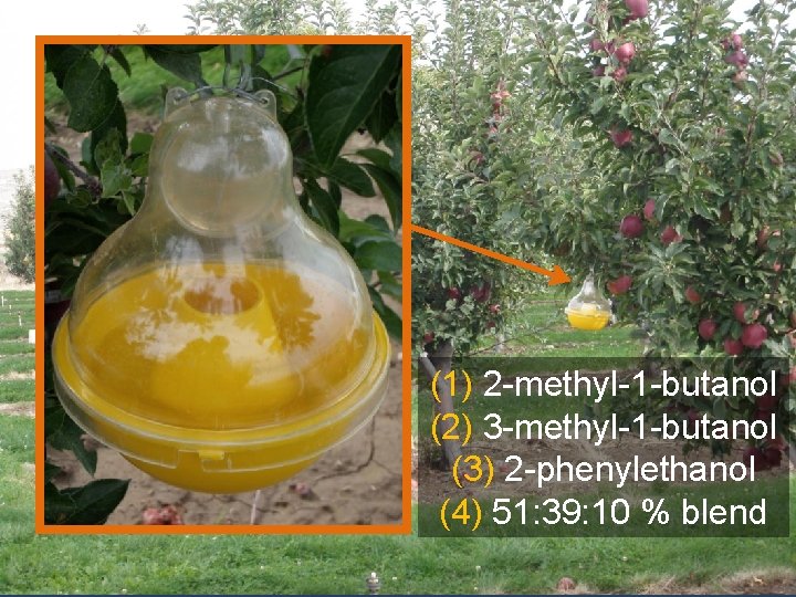 (1) 2 -methyl-1 -butanol (2) 3 -methyl-1 -butanol (3) 2 -phenylethanol (4) 51: 39: