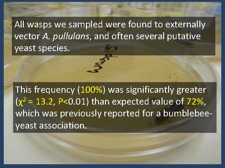 All wasps we sampled were found to externally vector A. pullulans, and often several