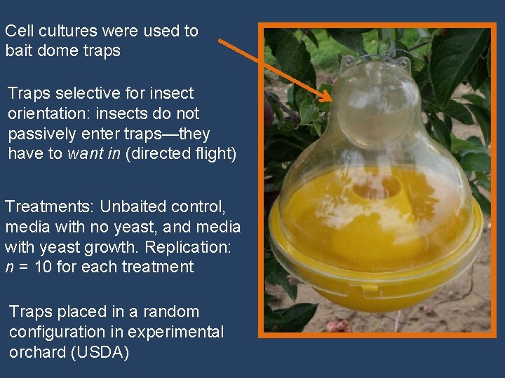 Cell cultures were used to bait dome traps Traps selective for insect orientation: insects