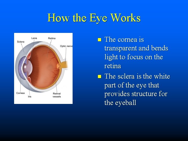 How the Eye Works n n The cornea is transparent and bends light to