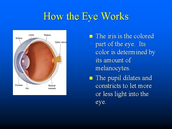 How the Eye Works n n The iris is the colored part of the