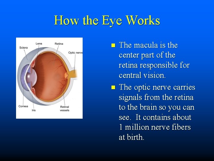 How the Eye Works n n The macula is the center part of the