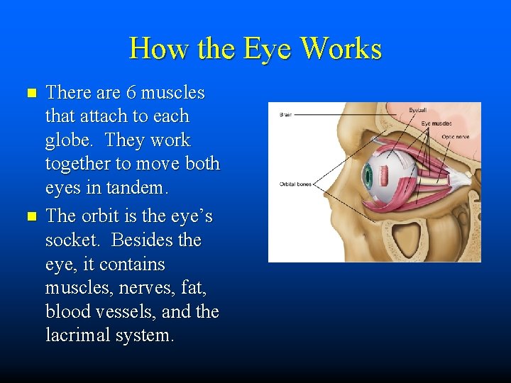 How the Eye Works n n There are 6 muscles that attach to each