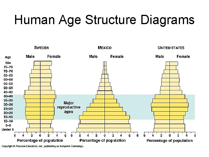 Human Age Structure Diagrams Human Age Structure Diagrams