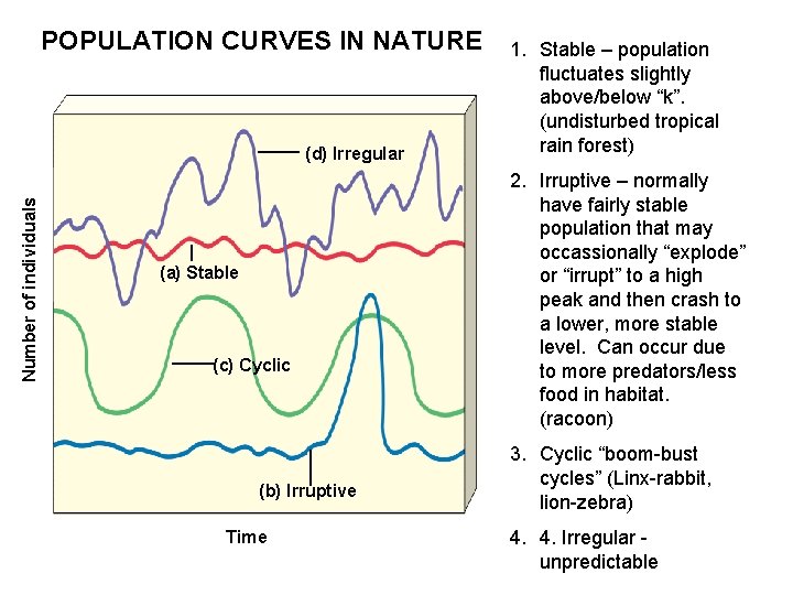 POPULATION CURVES IN NATURE Number of individuals 1. Stable – population fluctuates slightly © POPULATION CURVES IN NATURE Number of individuals 1. Stable – population fluctuates slightly ©