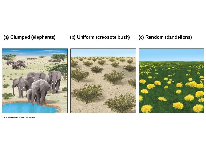 (a) Clumped (elephants) (b) Uniform (creosote bush) (c) Random (dandelions) (a) Clumped (elephants) (b) Uniform (creosote bush) (c) Random (dandelions)