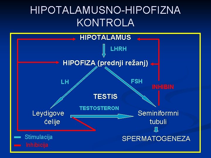 HIPOTALAMUSNO-HIPOFIZNA KONTROLA HIPOTALAMUS LHRH HIPOFIZA (prednji režanj) FSH LH INHIBIN TESTIS Leydigove ćelije Stimulacija