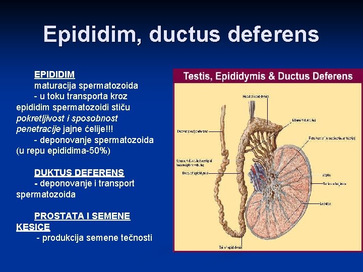 Epididim, ductus deferens EPIDIDIM maturacija spermatozoida - u toku transporta kroz epididim spermatozoidi stiču
