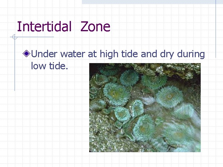 Intertidal Zone Under water at high tide and dry during low tide. 