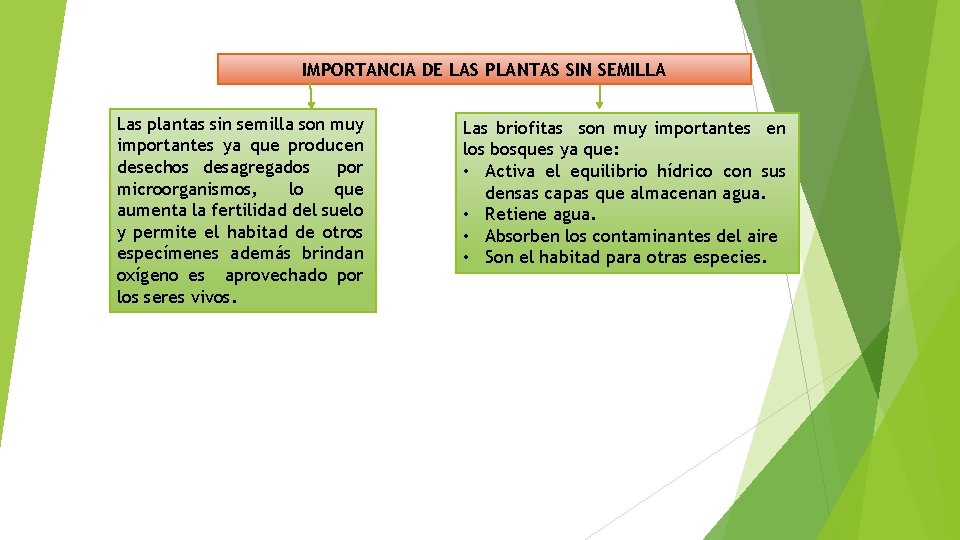 IMPORTANCIA DE LAS PLANTAS SIN SEMILLA Las plantas sin semilla son muy importantes ya