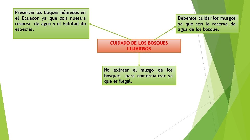 Preservar los boques húmedos en el Ecuador ya que son nuestra reserva de agua