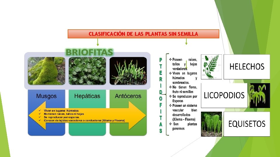 CLASIFICACIÓN DE LAS PLANTAS SIN SEMILLA 