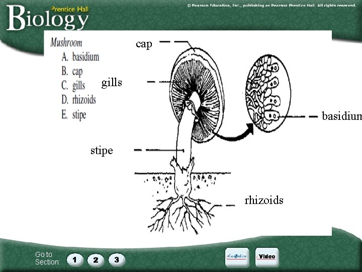 cap gills basidium stipe rhizoids Go to Section: cap gills basidium stipe rhizoids Go to Section:
